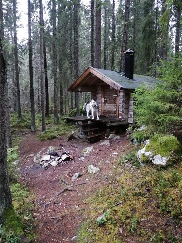 Bladmyran och granskogens naturreservat - Huvudbild