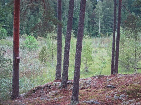 Bogesund, Hejesjön - Bild 3