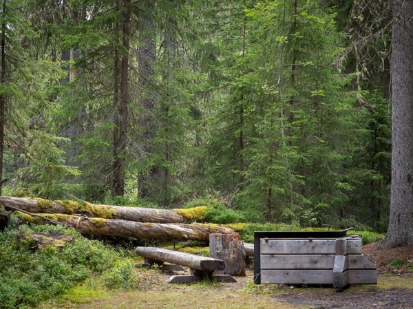 Börningsbergets skogsmuseum - Huvudbild