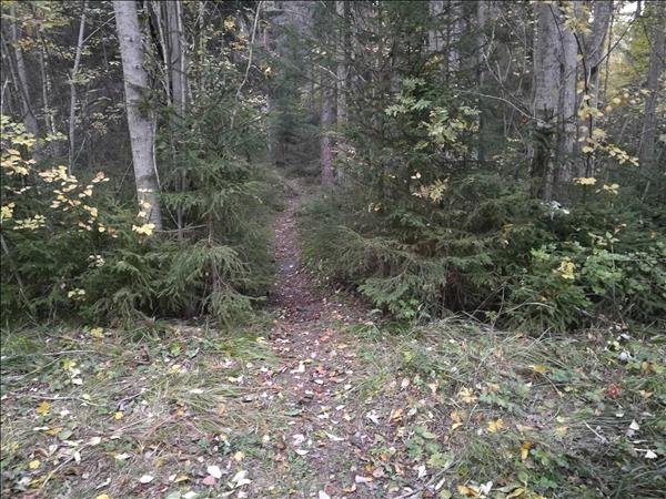 Finnskärsharen - Bild 2