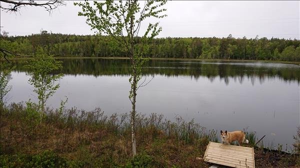 Gärstjärn - Bild 2