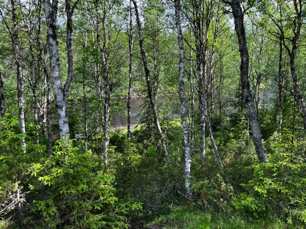 Härjån - Bild 2