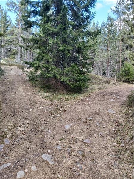 Hovgårdsklack - Bild 5
