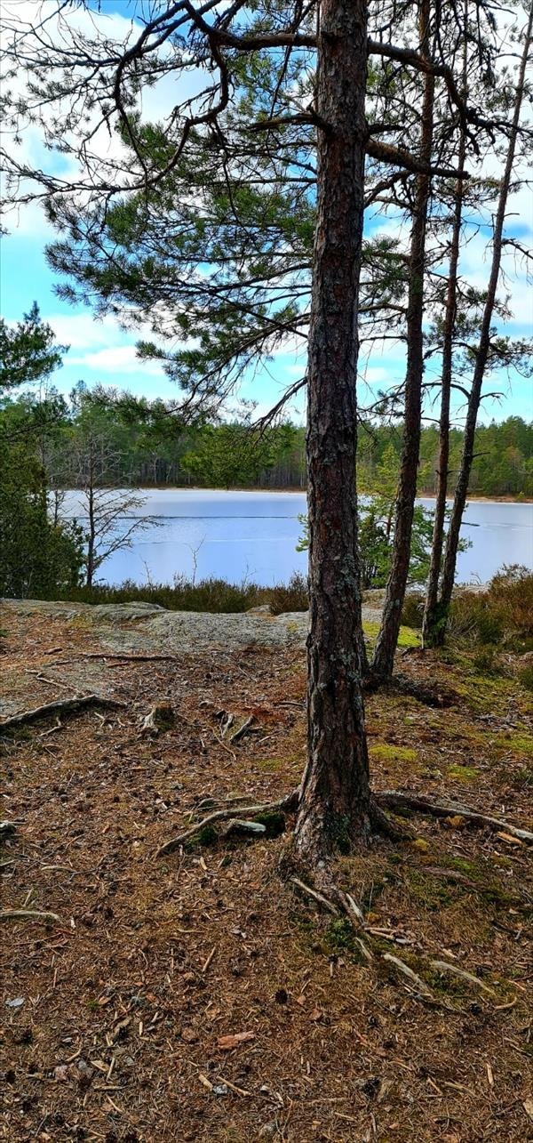 Långa Acksjön - Bild 2