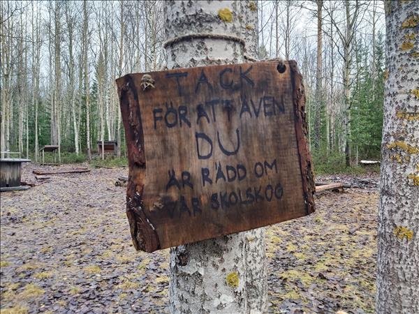 Östtegsskolans skolskog - Bild 2