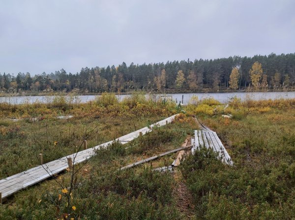 Röstentjärn nordväst - Bild 4