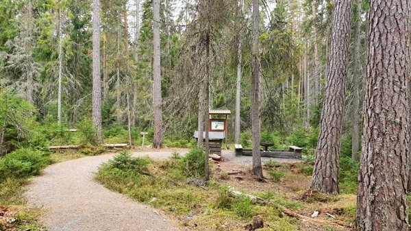 Sanders Gammelskog - Bild 1
