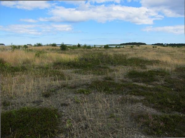 Stenö, Stenöorns naturreservat - Bild 2