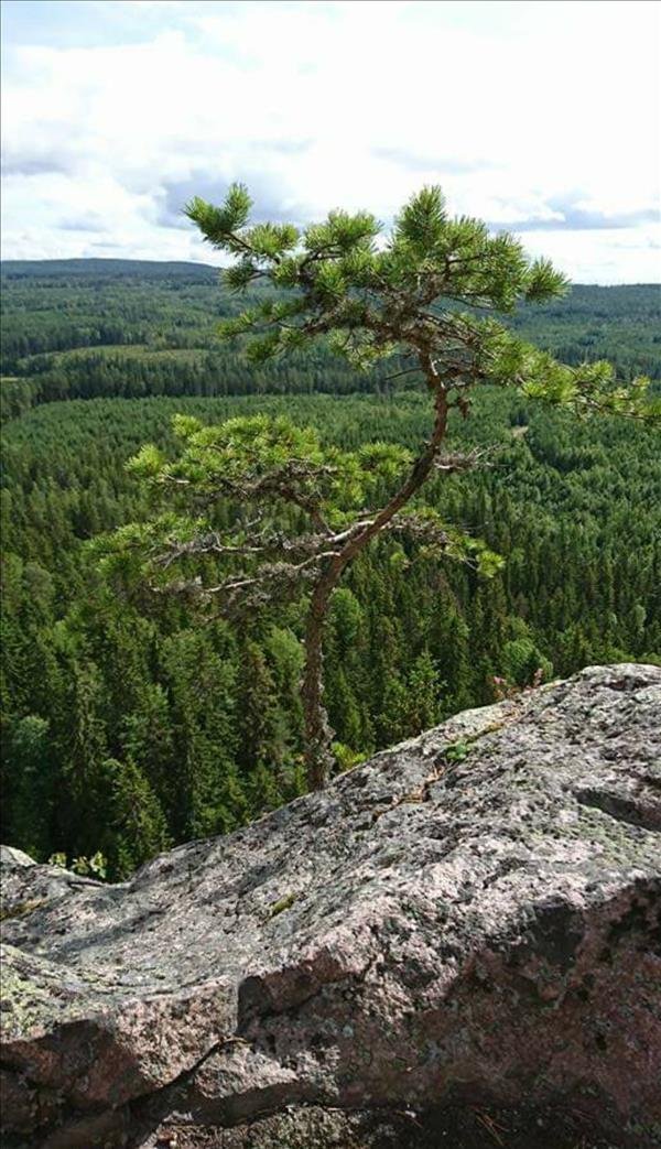 Tansvägga  Predikstolen - Huvudbild