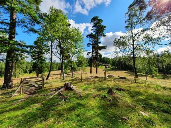 Vindskydd Dammsjöås - Bild 4